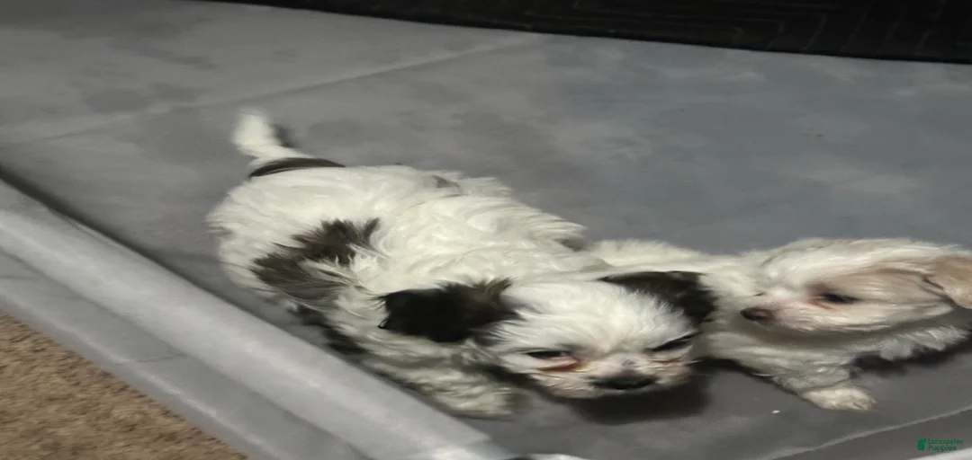 Gallery Image {{count}}