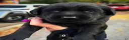 Labrador Retriever dogs for sale: Labrador Retriever 1 - Ad 11