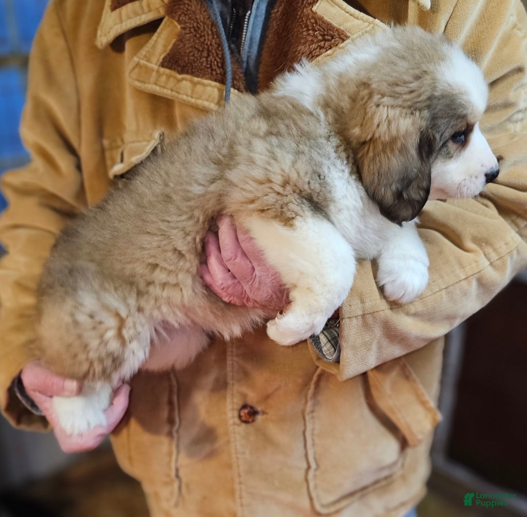 Mixed Breed dogs for sale: Mixed Breed Puppy 1 - Ad 9