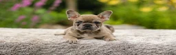 French Bulldog dogs for sale: Gretta - Ad 8