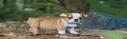 Beabull dogs for sale: Otis - Ad 4