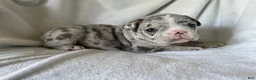 French Bulldog dogs for sale: Blake- MALE - Ad 5