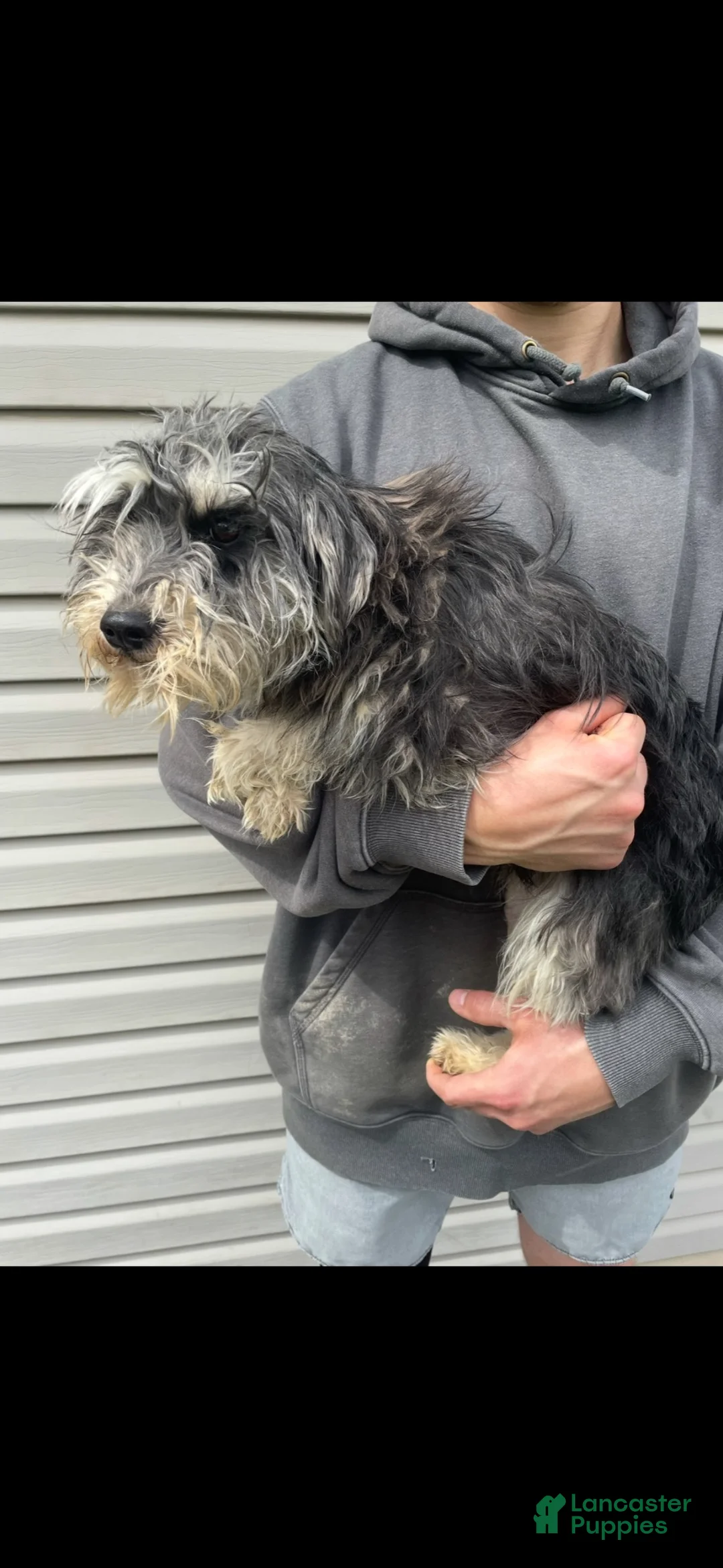 Schnoodle dogs for sale: Schnoodle 1 - Ad 10