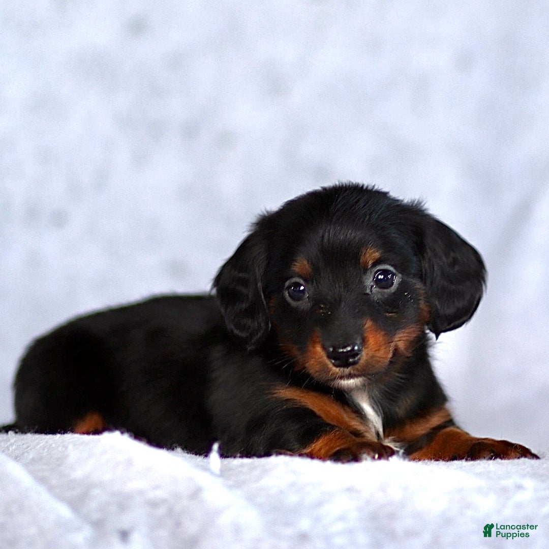 Dachshund dogs for sale: King - Ad 3