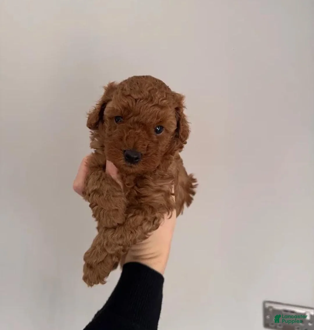 Maltipoo dogs for sale: Maya - Ad 21