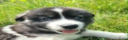Mixed Breed dogs for sale: Happy - Ad 8