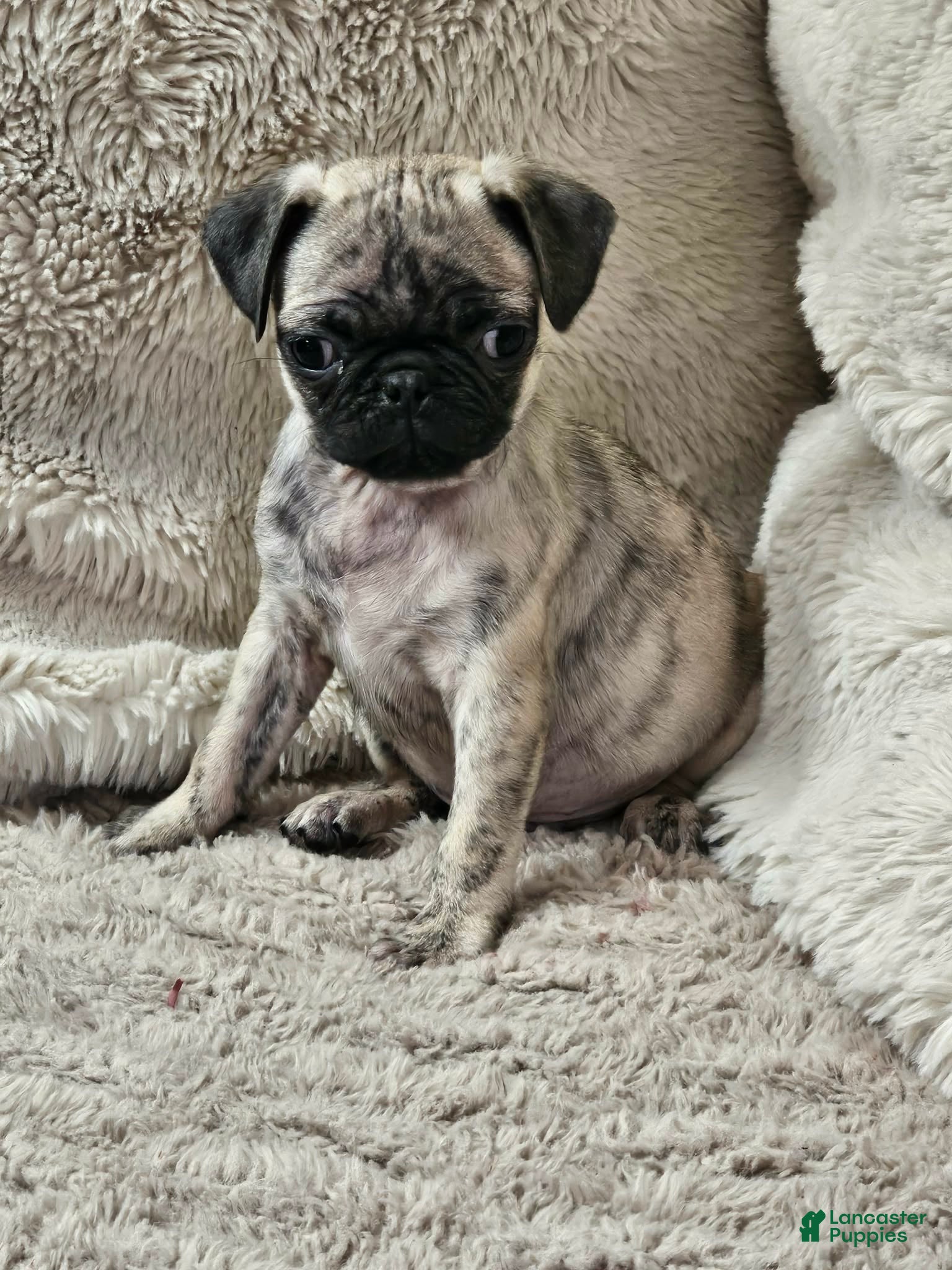 Pug dogs Leo - Ad 37