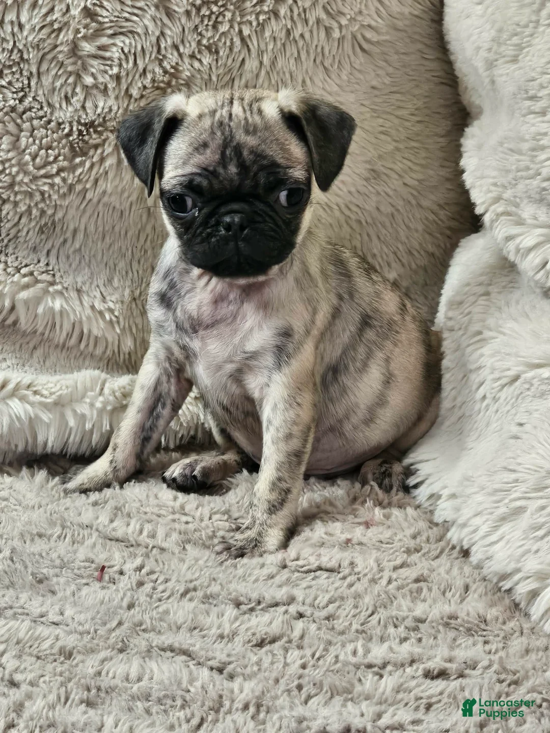 Pug dogs for sale: Leo - Ad 1