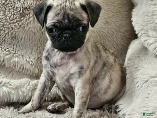 Pug dogs for sale: Leo - Ad 4