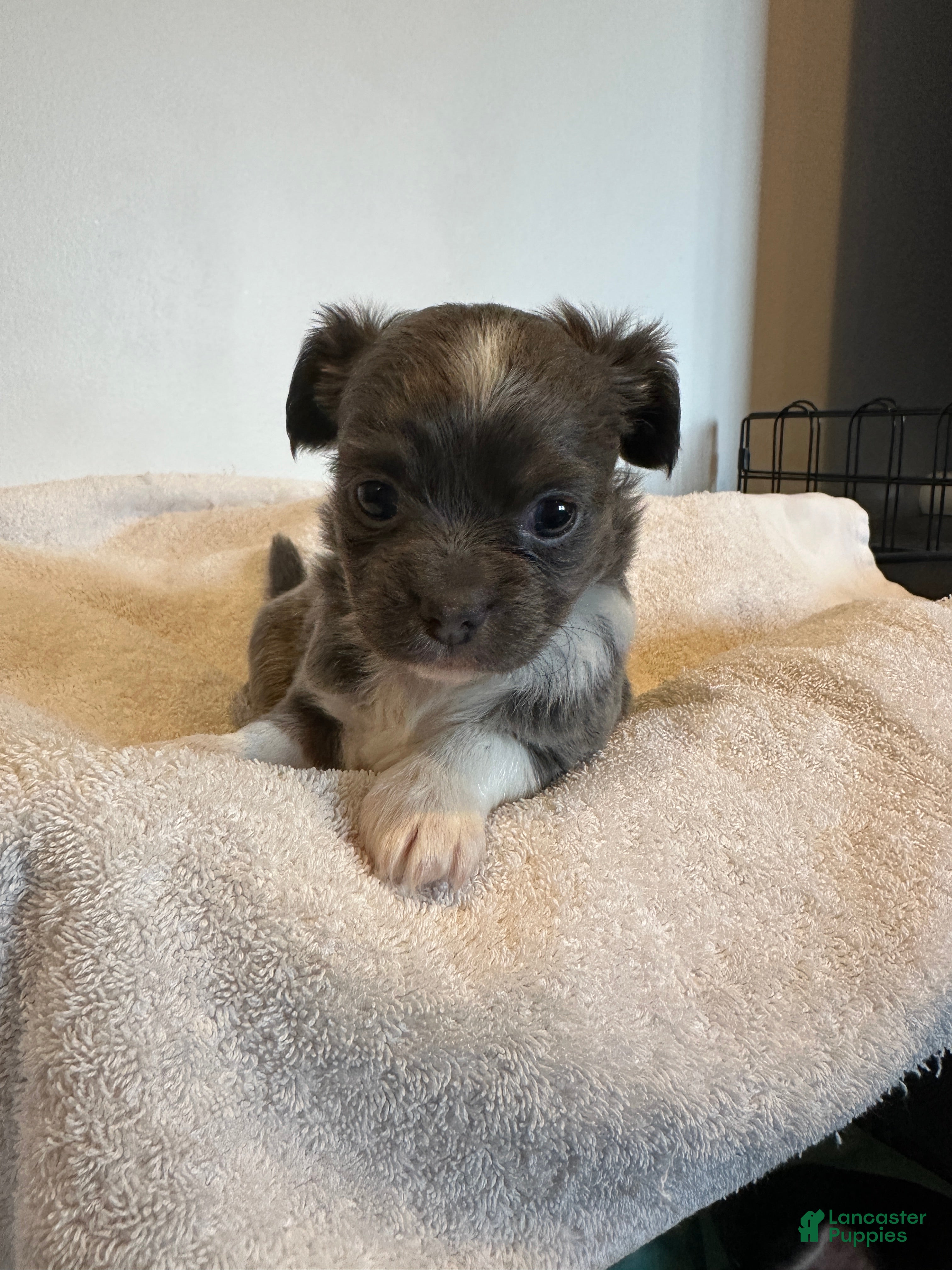 Chihuahua dogs Sesame - Ad 31