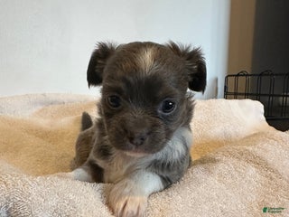 Chihuahua dogs Sesame - Ad 17