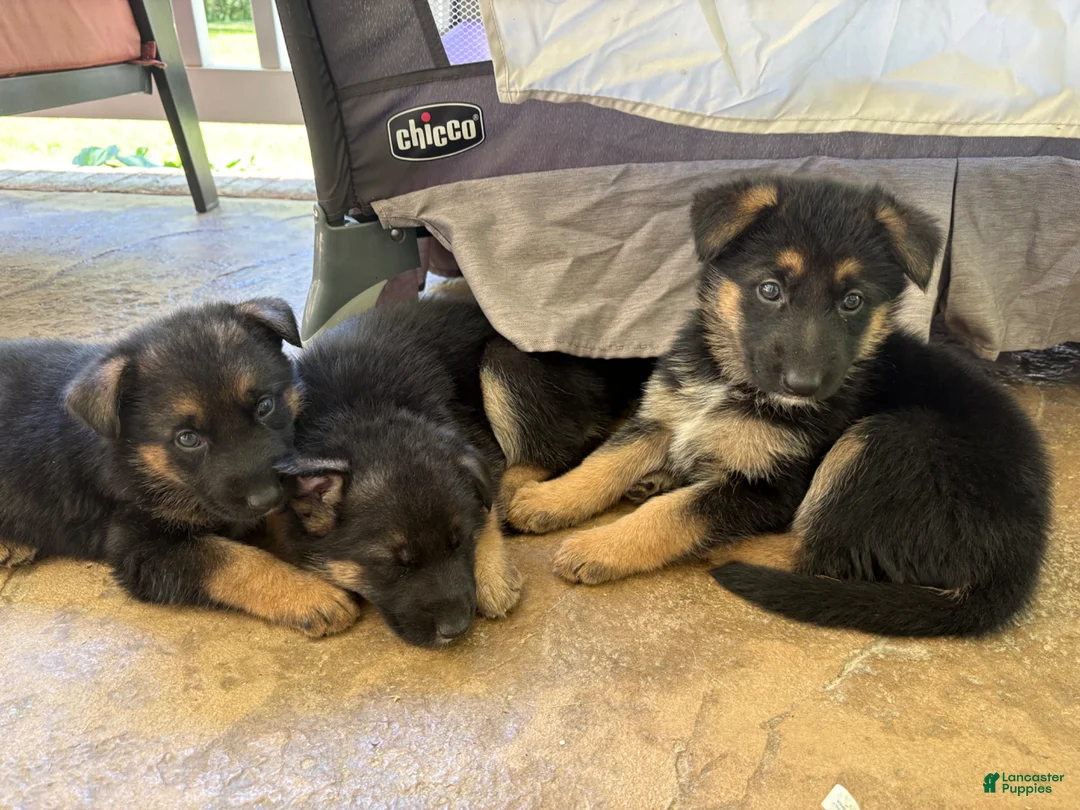 German Shepherd dogs for sale: German Shepherd Willow - Ad 1