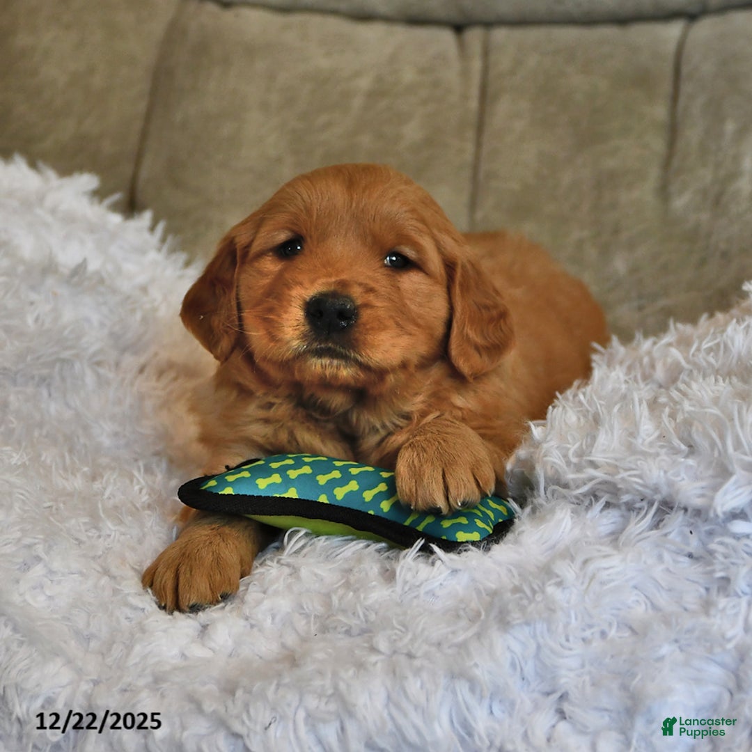 Golden Retriever dogs for sale: Russell - Ad 4