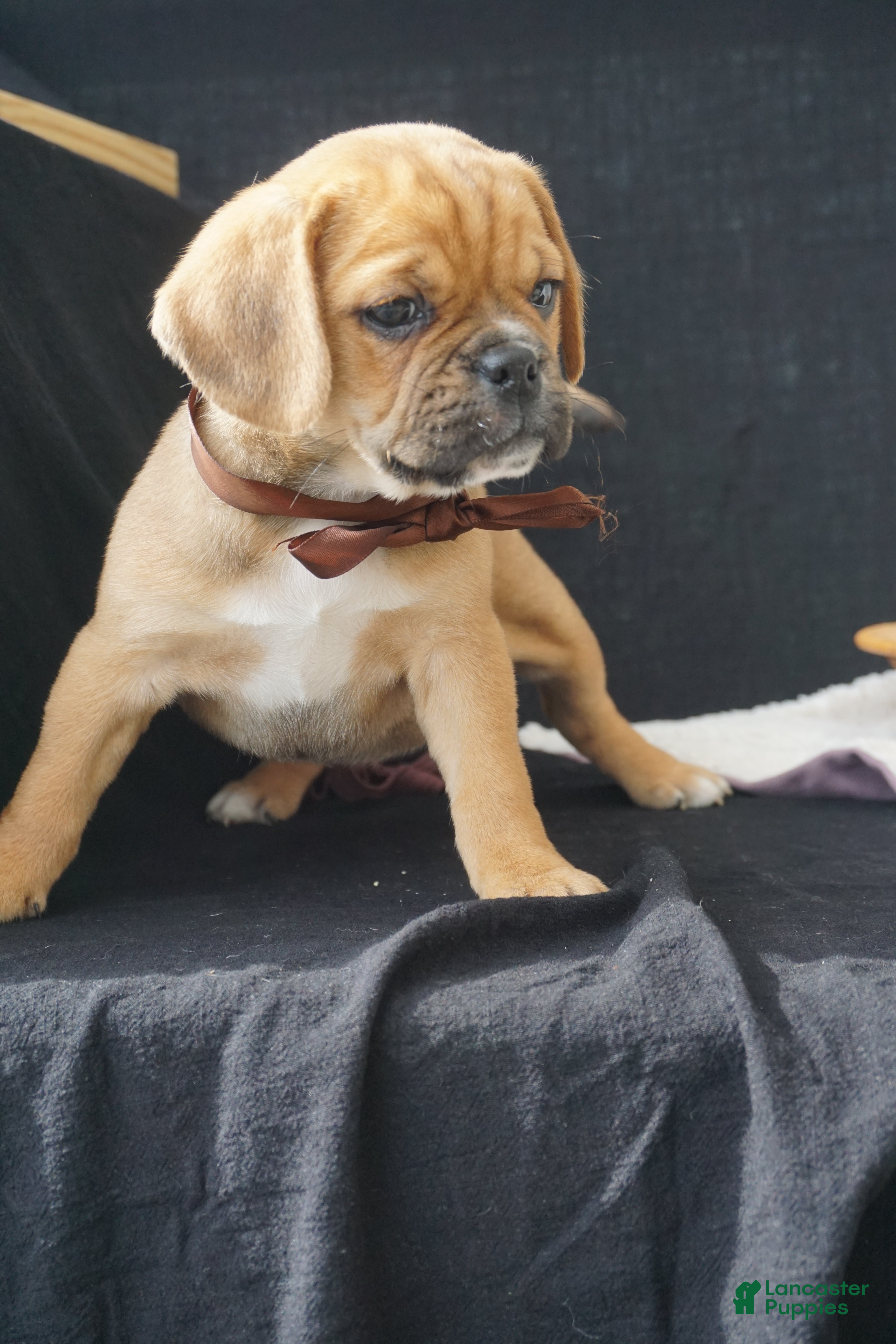 Puggle dogs Opal pending - Ad 2