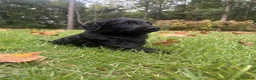 Goldendoodle dogs for sale: Flint - Ad 5