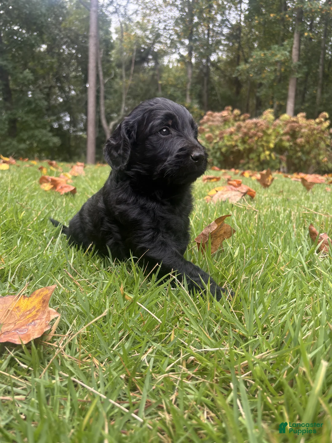 Goldendoodle dogs for sale: Flint - Ad 5