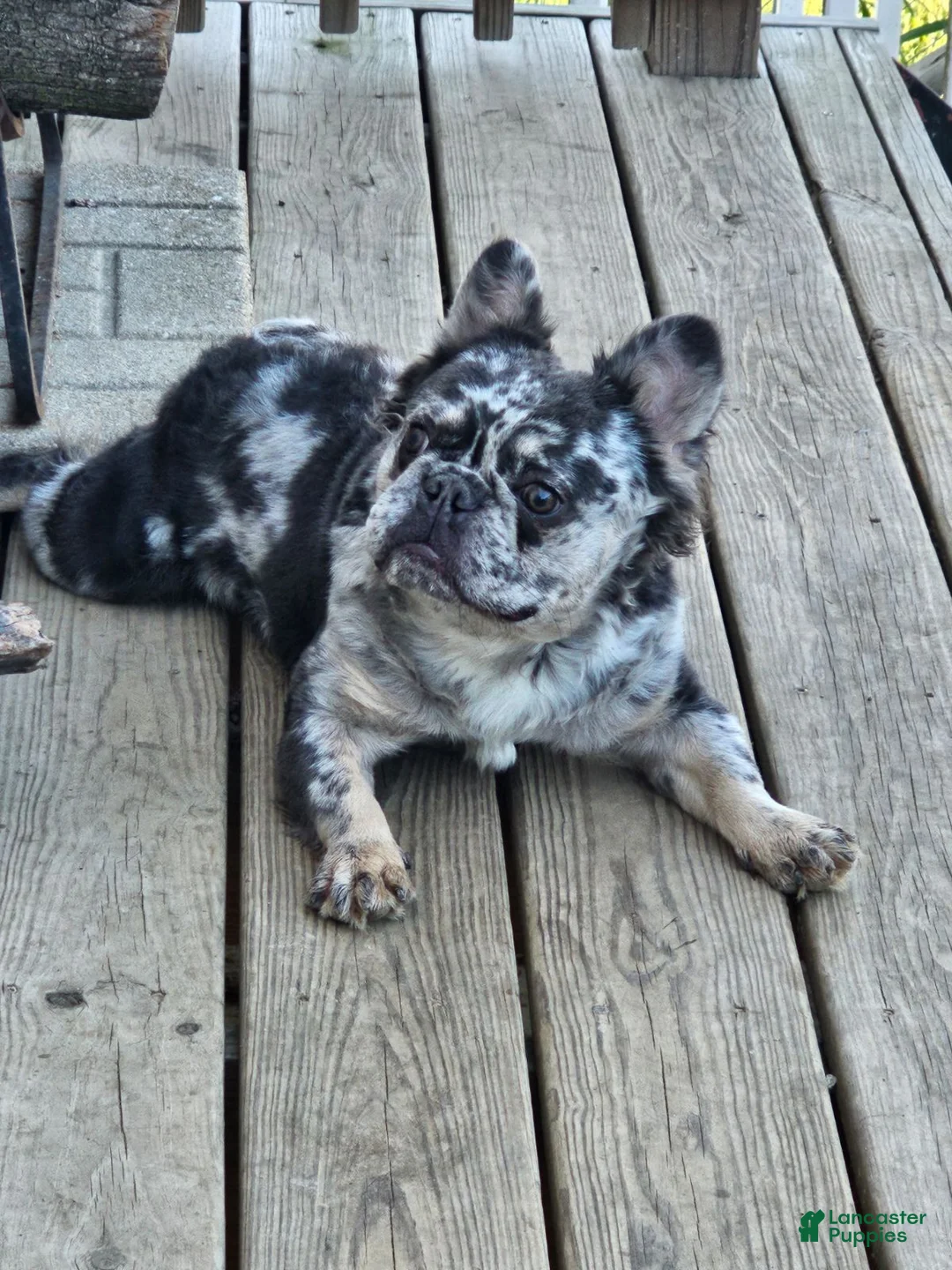 French Bulldog dogs for sale: French Bulldog Puppy 1 - Ad 3