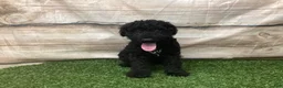 Kerry Blue Terrier dogs for sale: Alvin - Ad 6