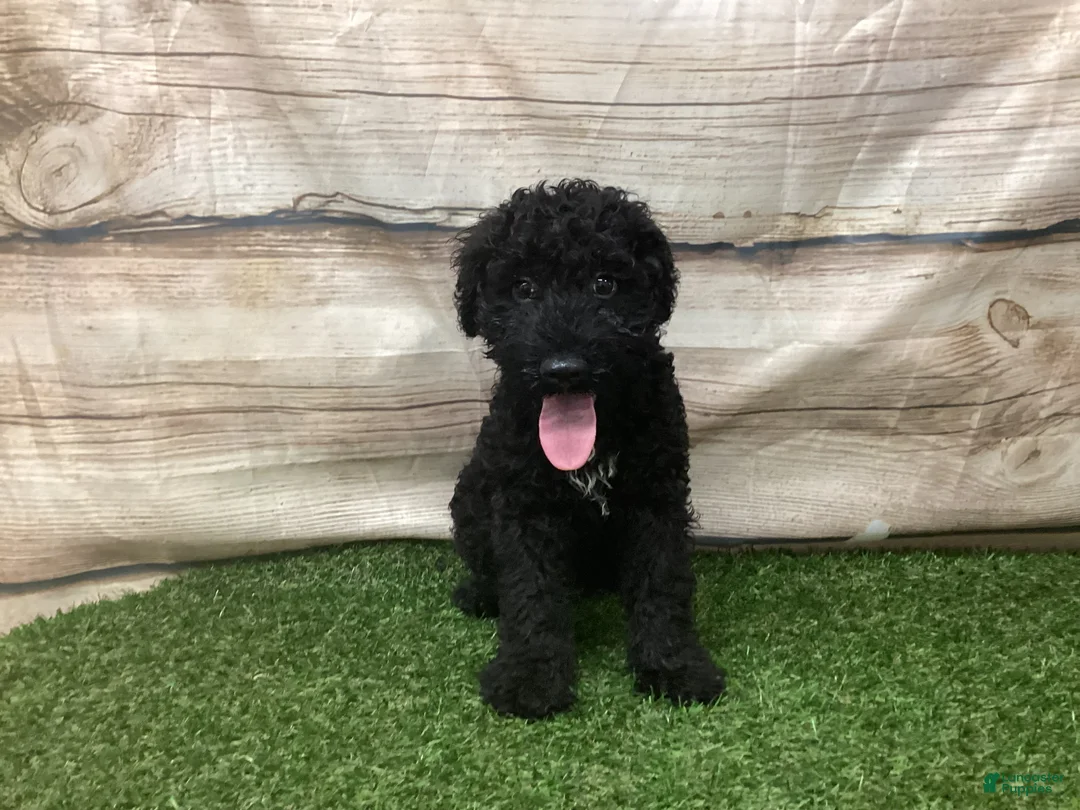 Kerry Blue Terrier dogs for sale: Alvin - Ad 6
