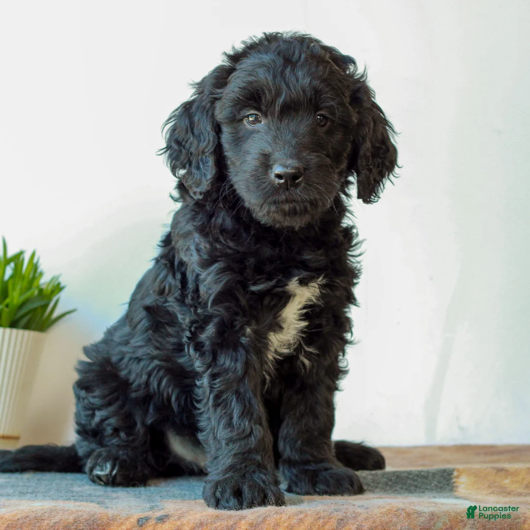 Mini Goldendoodle dogs for sale: Brooks  - Ad 2