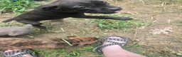 Cane Corso dogs for sale: Cane Corso 5 - Ad 2