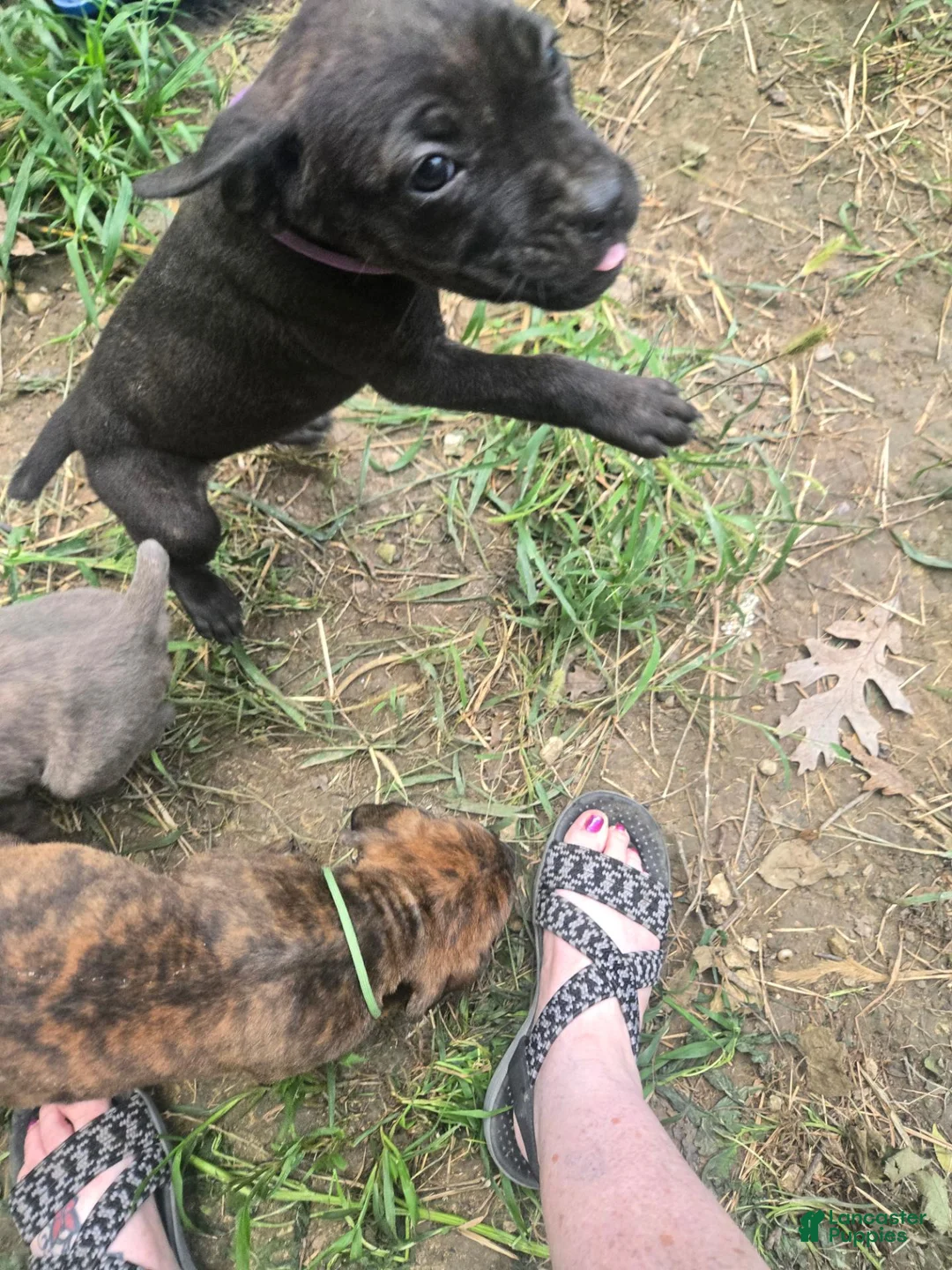 Cane Corso dogs for sale: Cane Corso 5 - Ad 2