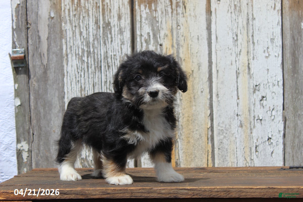 Corgipoo dogs Jordan - Ad 2