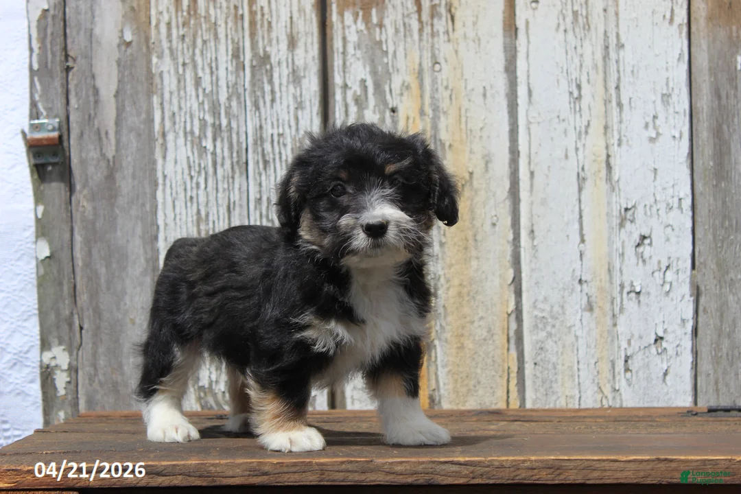 Corgipoo dogs for sale: Jordan - Ad 2