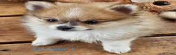 Pomeranian dogs for sale: Abigail  - Ad 11