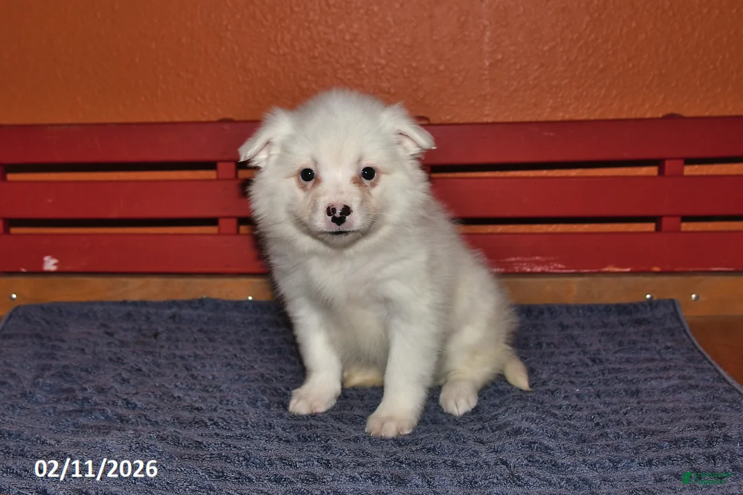 American Eskimo dogs for sale: Fluffy - Ad 3