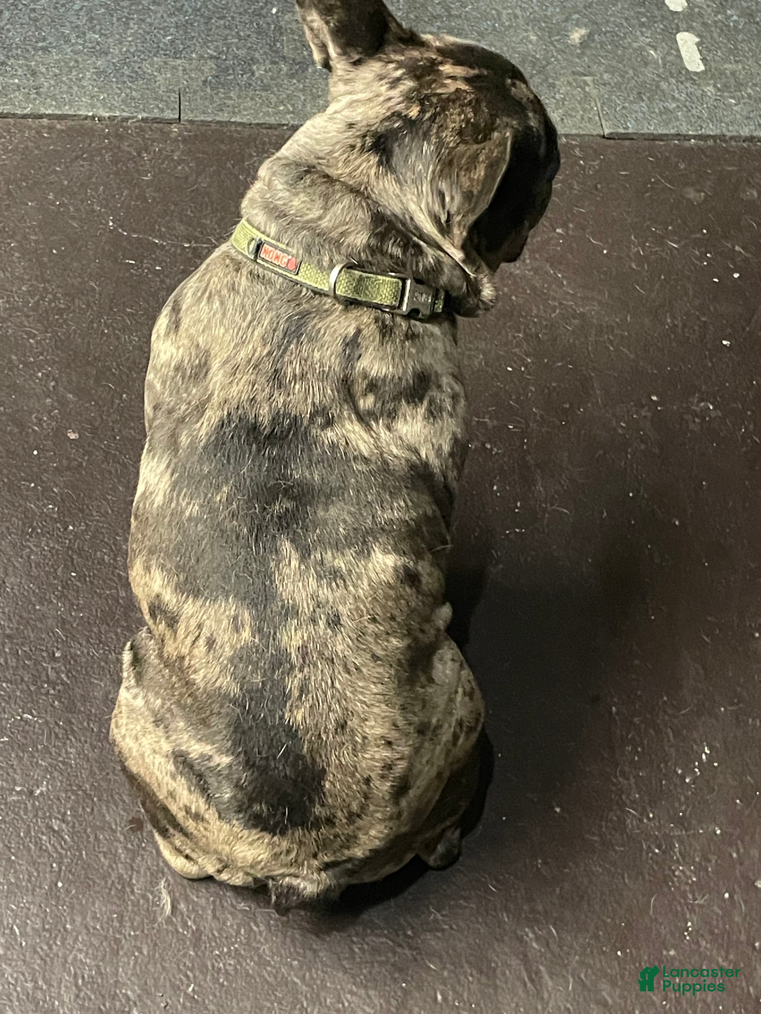 French Bulldog dogs Draco - Ad 2