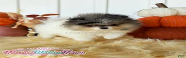 Little Jupiter
