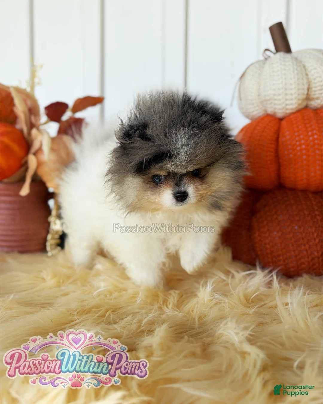 Pomeranian dogs for sale: Little Jupiter - Ad 1