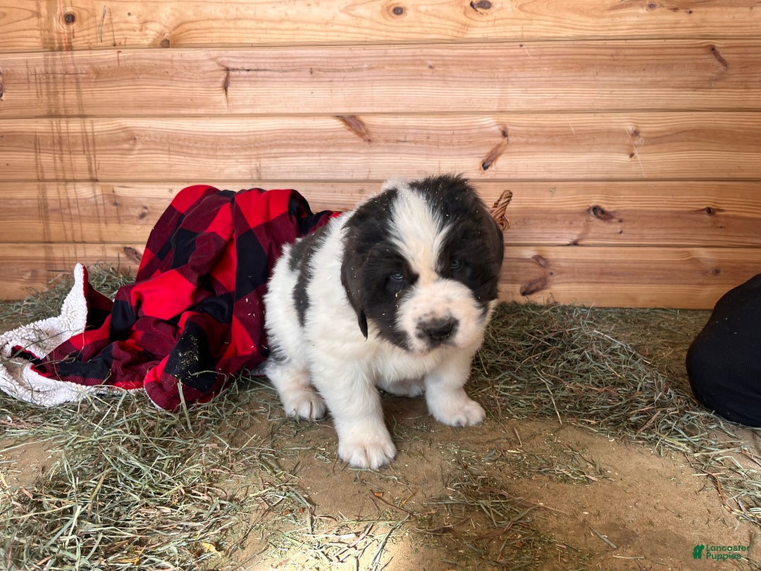 Newfoundland dogs for sale: Nero❤️🐾AKC Registered🐾❤️Call 223-346-6851 - Ad 5