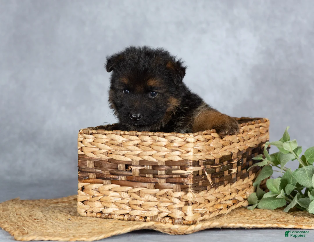 German Shepherd dogs for sale: Barney - Ad 1