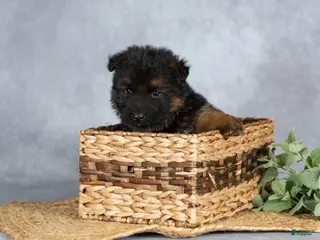 German Shepherd dogs for sale: Barney - Ad 1