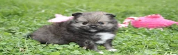 Pomeranian dogs for sale: Jazzy - Ad 10