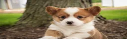 Welsh Corgi Pembroke dogs for sale: Woody - Ad 3
