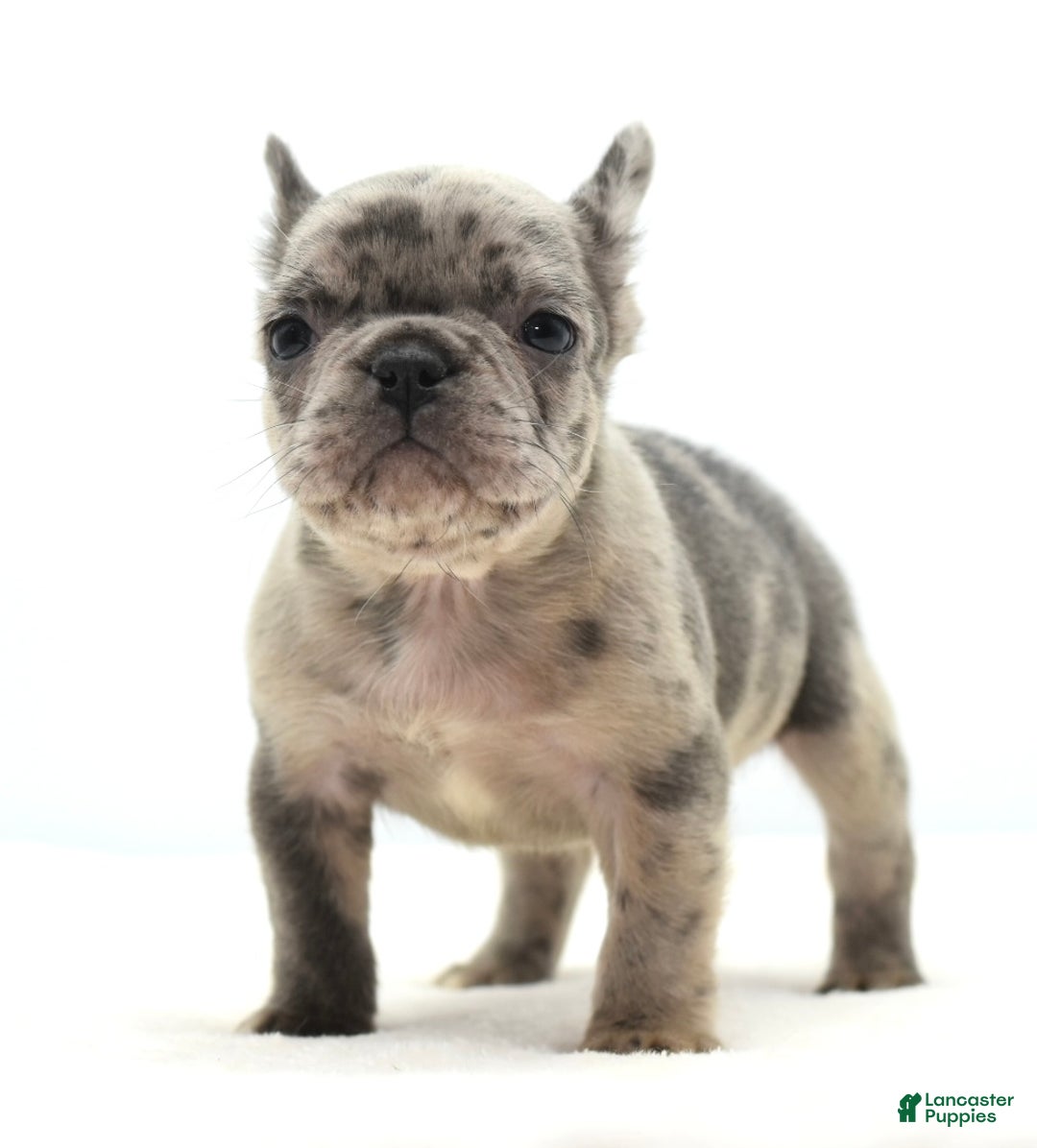 Mixed Breed dogs for sale: Hollywood merle blue  - Ad 15