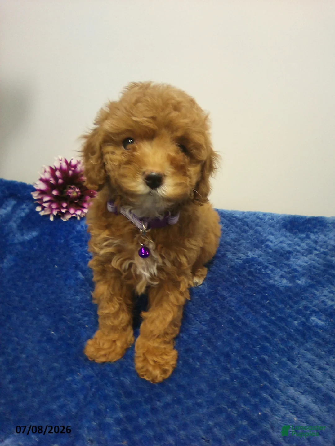 Cavapoo dogs for sale: Amber - Ad 2