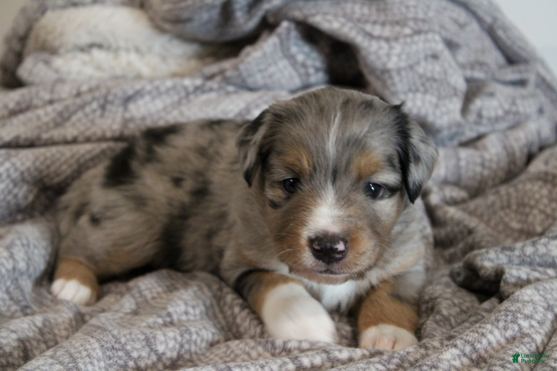 Miniature Australian Shepherd dogs Grady - Ad 1
