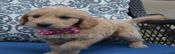 Mini Goldendoodle dogs for sale: Mini Gracie - Ad 14