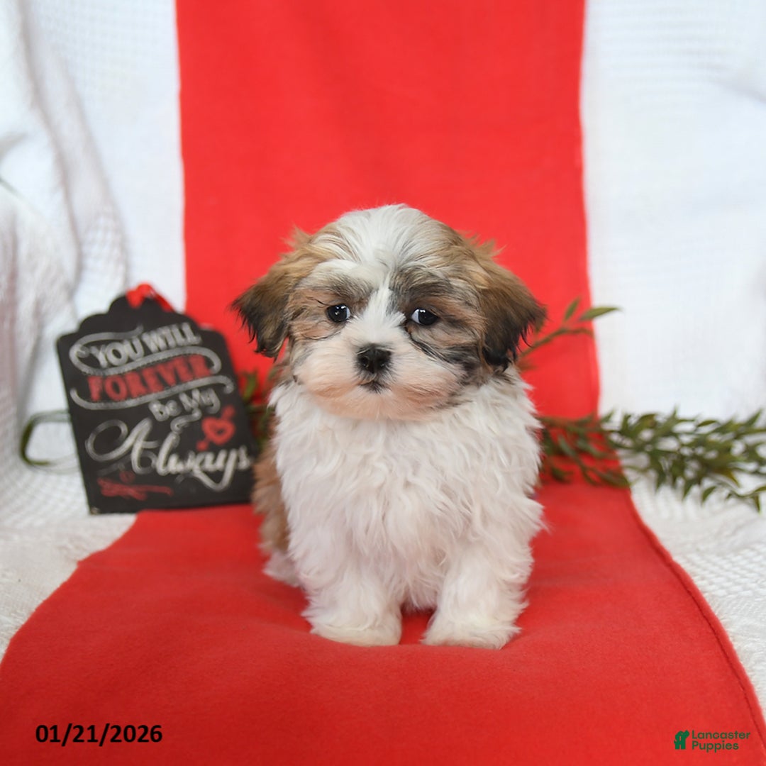 Malshi dogs for sale: Sydney - Ad 5