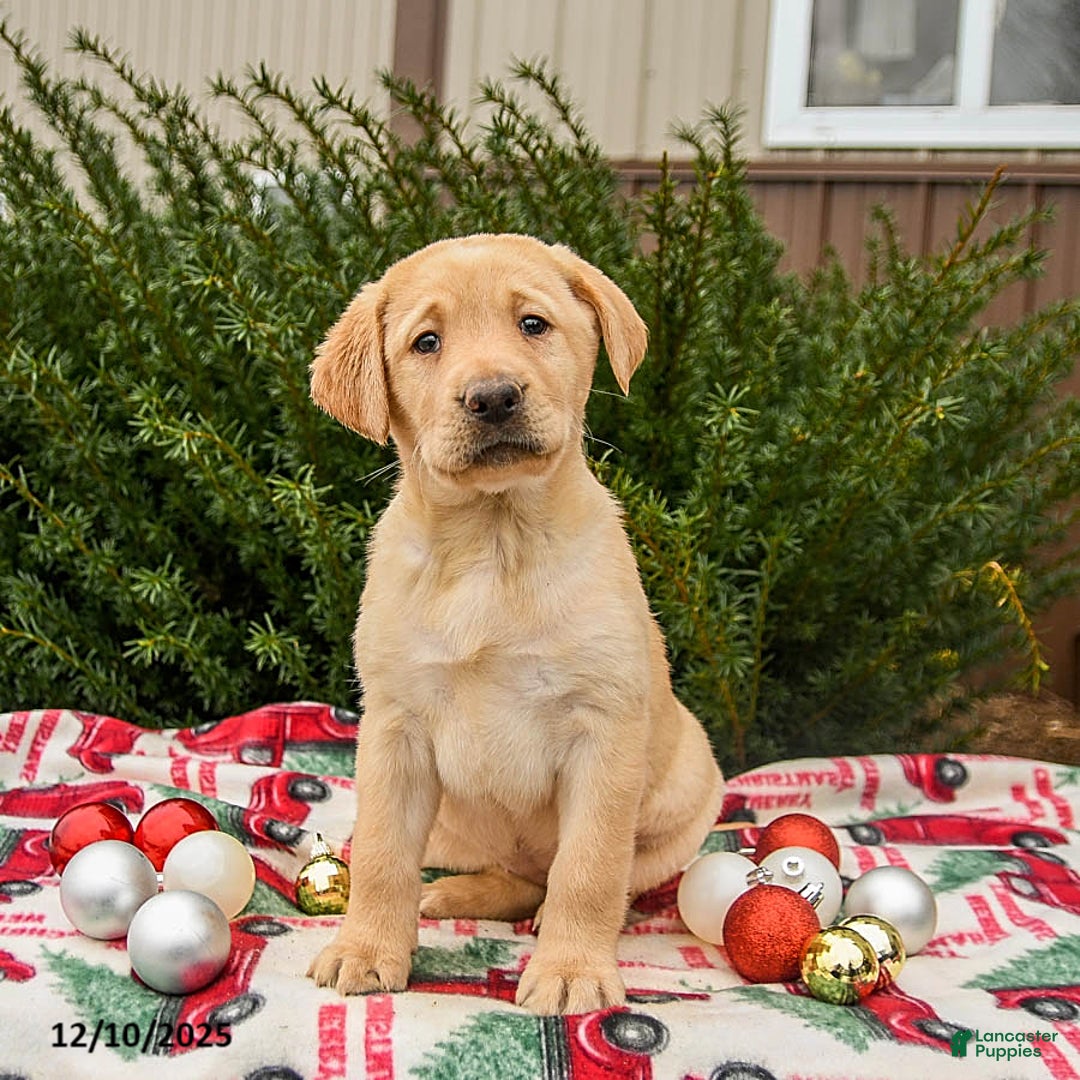 Labrador Retriever dogs for sale: Mocha - Ad 2