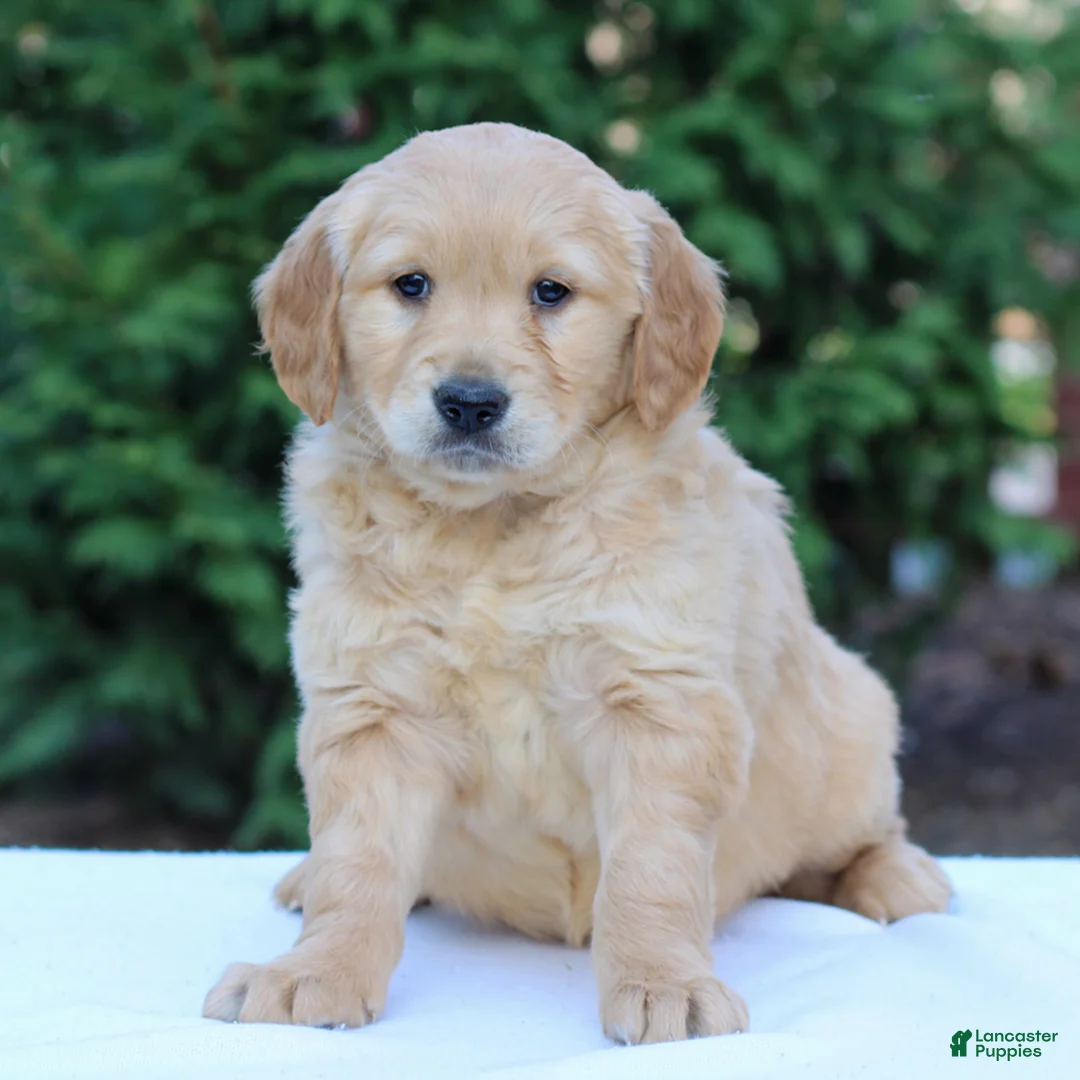 Golden Retriever dogs for sale: Raquel  - Ad 2