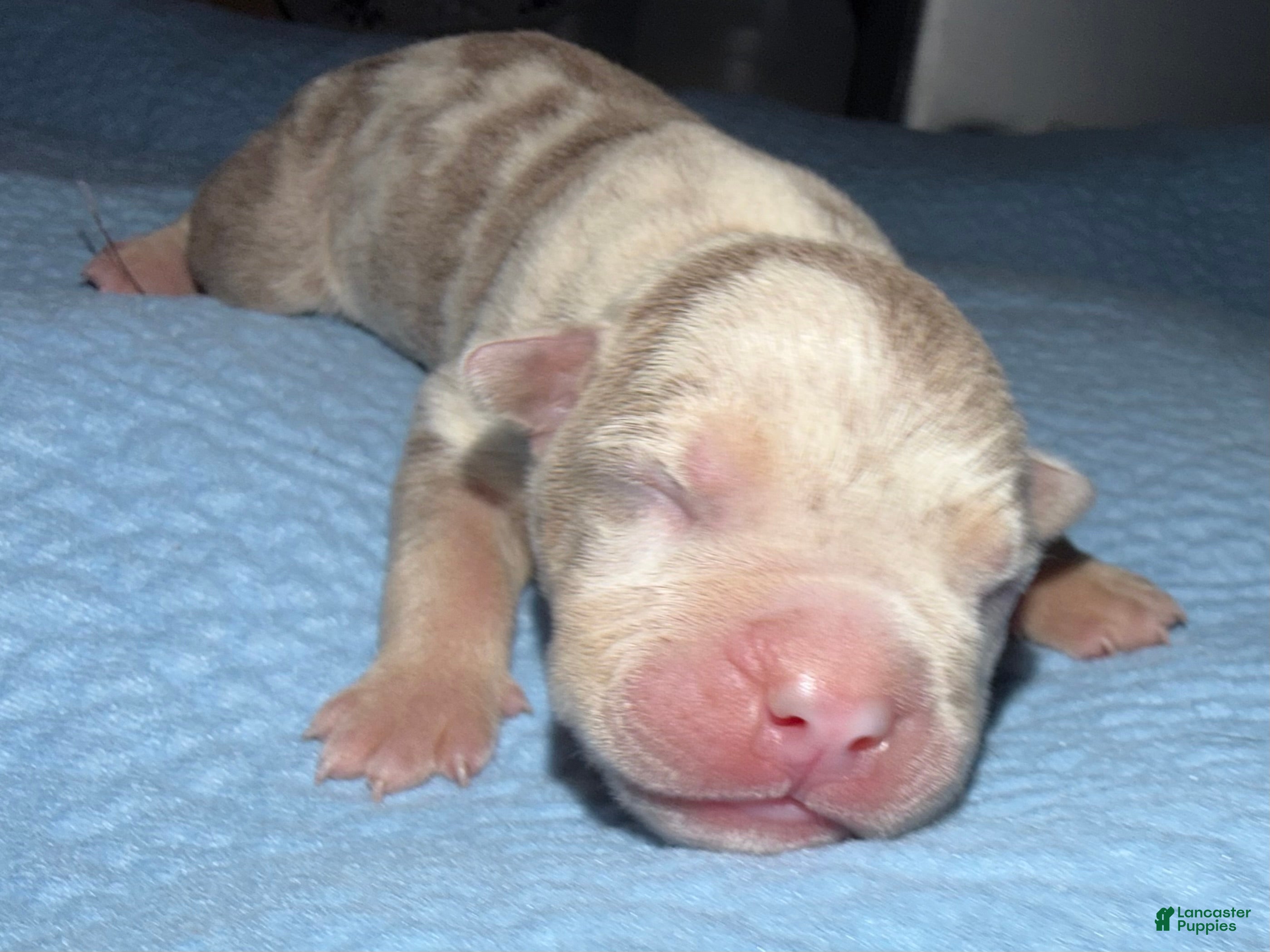 American Bully dogs Romy - Ad 1