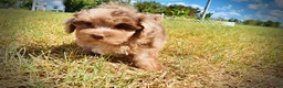 Havapoo dogs for sale: Kiwi - Ad 11