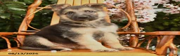 German Shepherd dogs for sale: Max - Ad 3