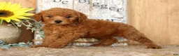 Miniature Poodle dogs for sale: Nic - Ad 8