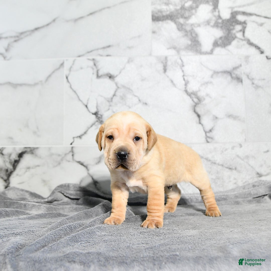 Mini Hippo dogs for sale: Oliver - Ad 3